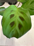Maranta Leuconeura aka Prayer Plant
