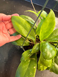 Hoya Incrassata (Hanging Basket)