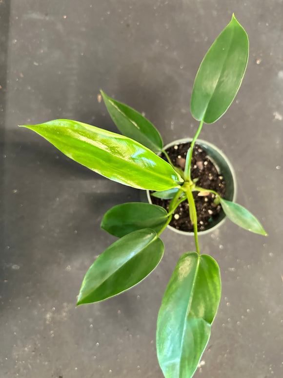 philodendron big ears 69686 Philodendron Bette Waterbury (69686) aka Big Ears – Christine's Tropical & Exotic Plants