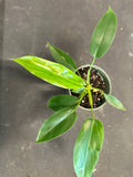 Philodendron Bette Waterbury (69686) aka Big Ears