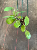 Hoya Forbesii aff. sp. UT 012 (EPC 700) in a Hanging Basket