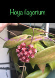 Hoya Ilagiorum (Hanging Basket)