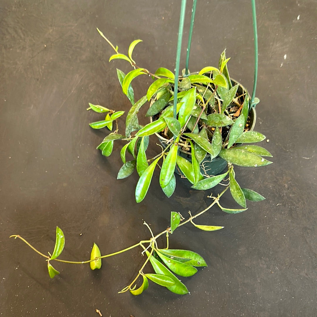 HOYAミント　盛り盛り４号 250714 17 HOYAミントコイン 盛り盛り4号 250714 17