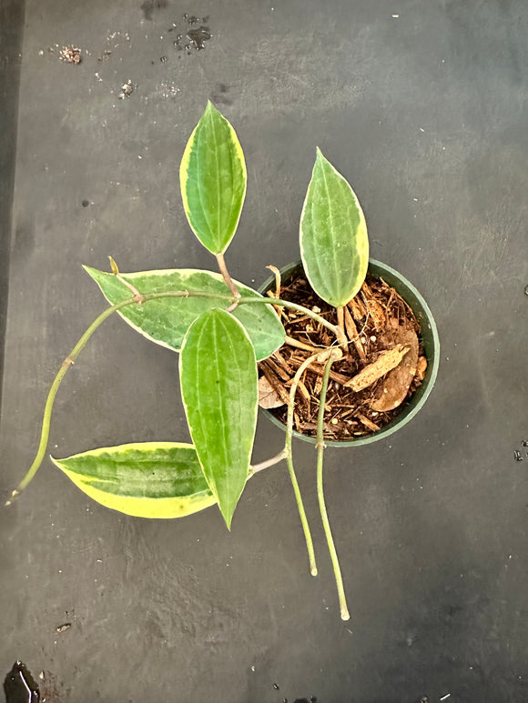 Hoya Latifolia variegated margins AKA macrophylla albo marginata