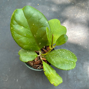 Hoya Kerrii Quiltleaf