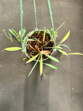 Hoya Tsangii (formerly odetteae) 4”Hanging Basket