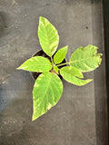 Variegated Angel Trumpet aka Variegated Brugmansia