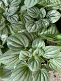 Peperomia Frost