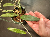 Hoya SR 2007-13 in a Hanging Basket