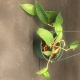 Hoya EPC 376 sp. LP 4 (Hanging Basket)