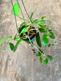 Hoya Diversifolia (hanging basket)