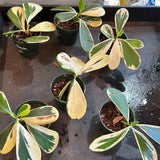 Variegated Clusia aka Autograph Tree