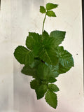Apache Thornless Blackberry