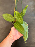 Hoya Polystacha (hanging basket)