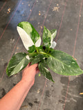 White Wizard Philodendron