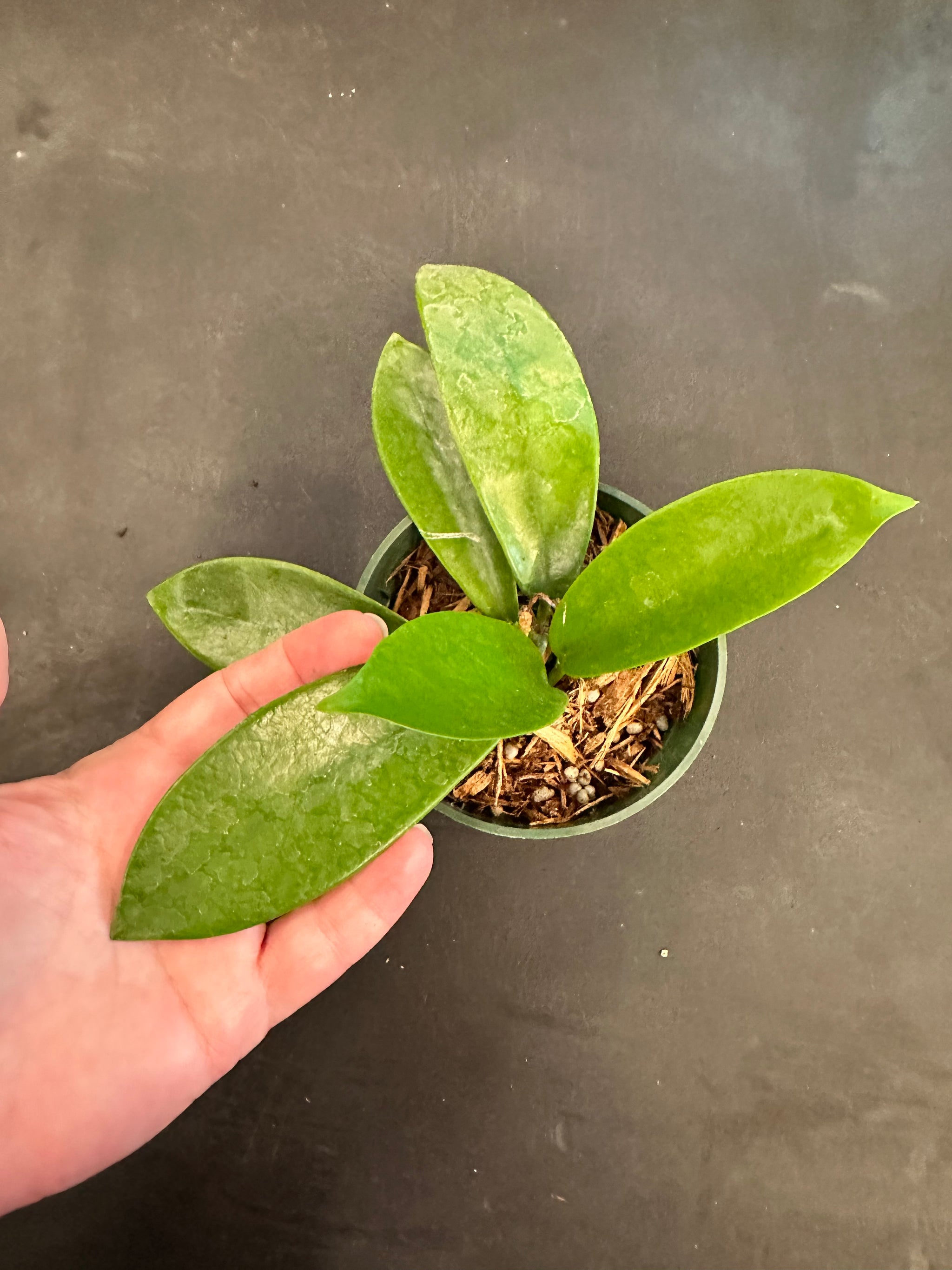 Hoya Meliflua – Christine's Tropical & Exotic Plants