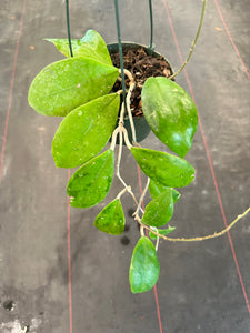 Hoya Juannguoana in hanging basket