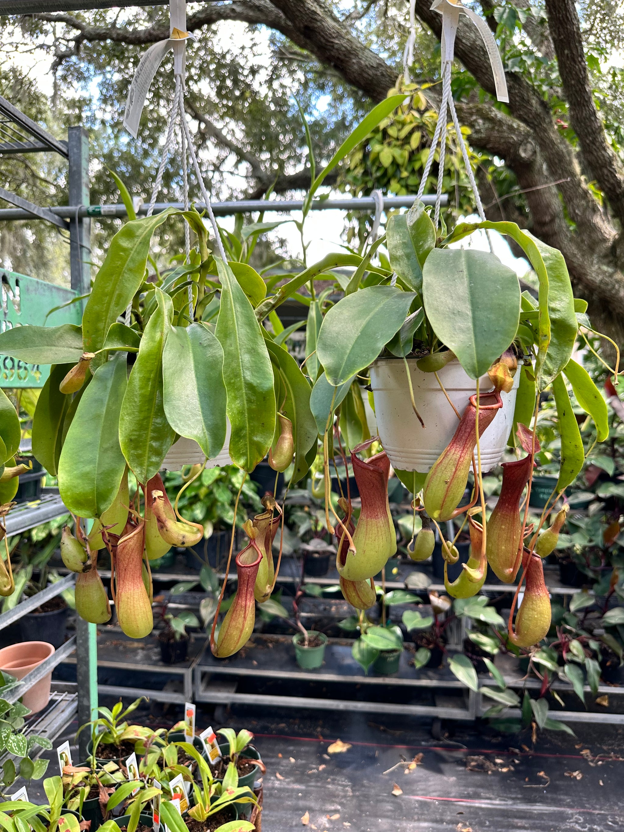 hanging pitcher plant indoor Nepenthes Alata aka Carnivorous Pitcher Plant in a 6” hanging basket – Christine's Tropical & Exotic Plants