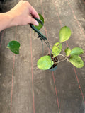 Hoya Michele (hanging basket)