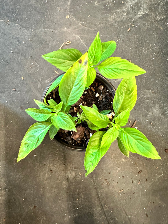 Thai Basil aka Ocimum Basilicum ‘Horapha Nanum’