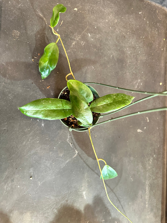 Crassicaulis in hanging basket