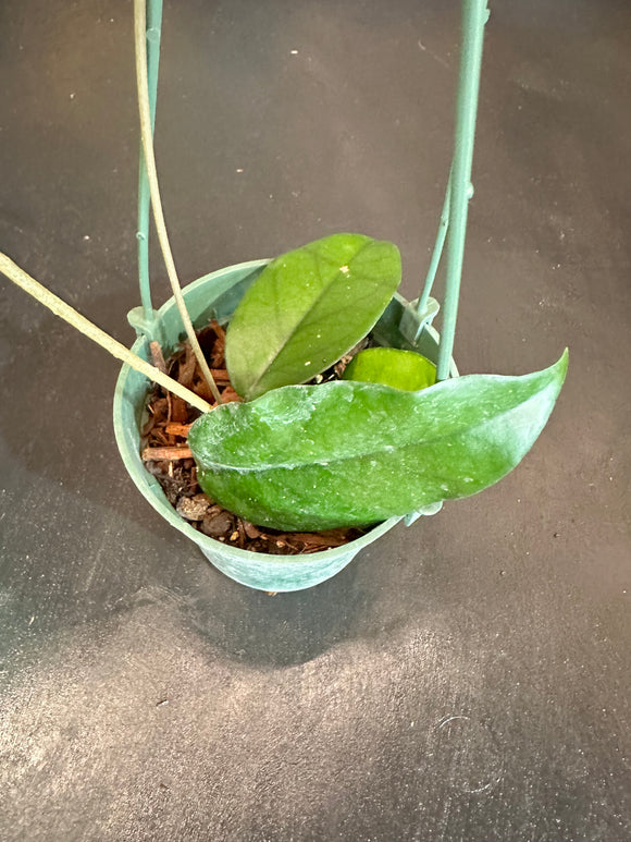 Hoya Dasyantha in a hanging basket