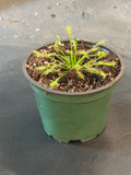 Spathulata Intermedia aka Rosy Sundew