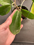Hoya Tjadasmalangensis (Hanging Basket)