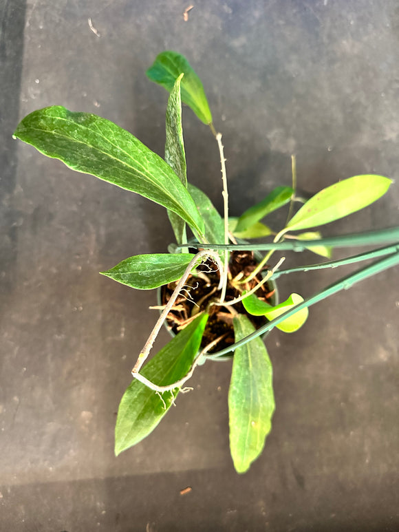Hoya Benvergarai hanging basket