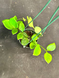 Hoya Diptera hanging basket