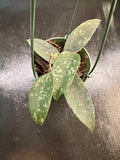 Hoya Flagellata