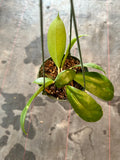 Hoya Juannguoana in hanging basket