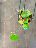 Hoya Neocaledonica (hanging basket)