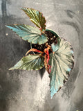 Begonia ‘Black Magic’