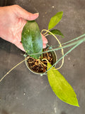 Hoya Juannguoana in hanging basket