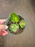 Aglaonema Lady Valentine