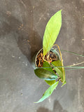 Hoya Juannguoana in hanging basket