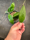 Hoya EPC 301 (black leaf) in hanging basket