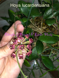 Hoya Lucardensiana