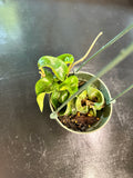 Hoya “Swiffers Tail” RHM 022 hanging basket
