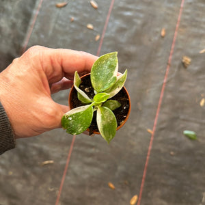 Philodendron Puncata