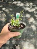 Ficus Pumila Variegated aka Fig Ivy