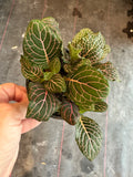 Pink Fittonia