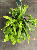 Schlumbergera Truncata aka Thanksgiving Cactus in 8" hanging basket