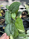 Scindapsus Silver Splash