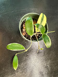 Hoya Verticillata "white margins" aka albo marginata