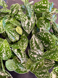 Scindapsus 'Silvery Ann',