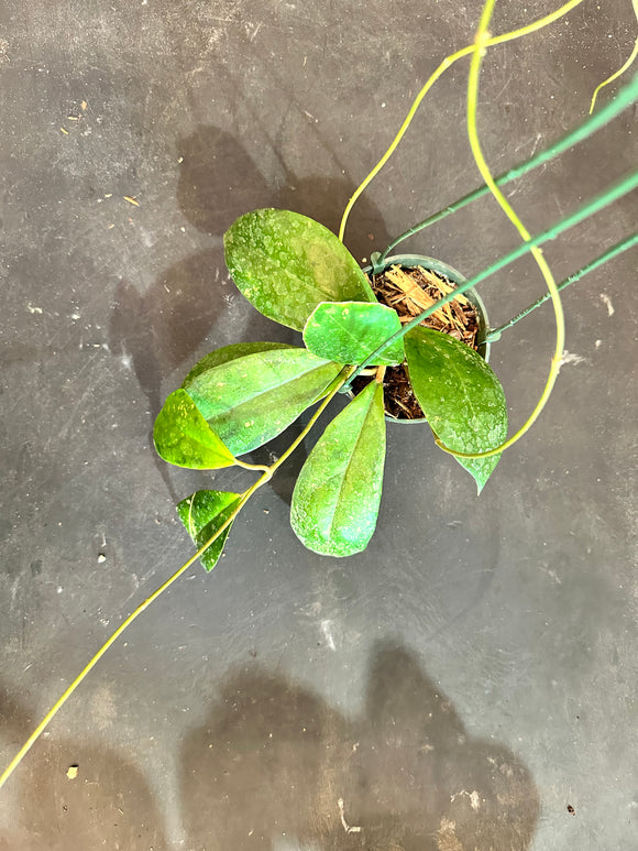 Hoya Juannguoana (Hanging Basket)