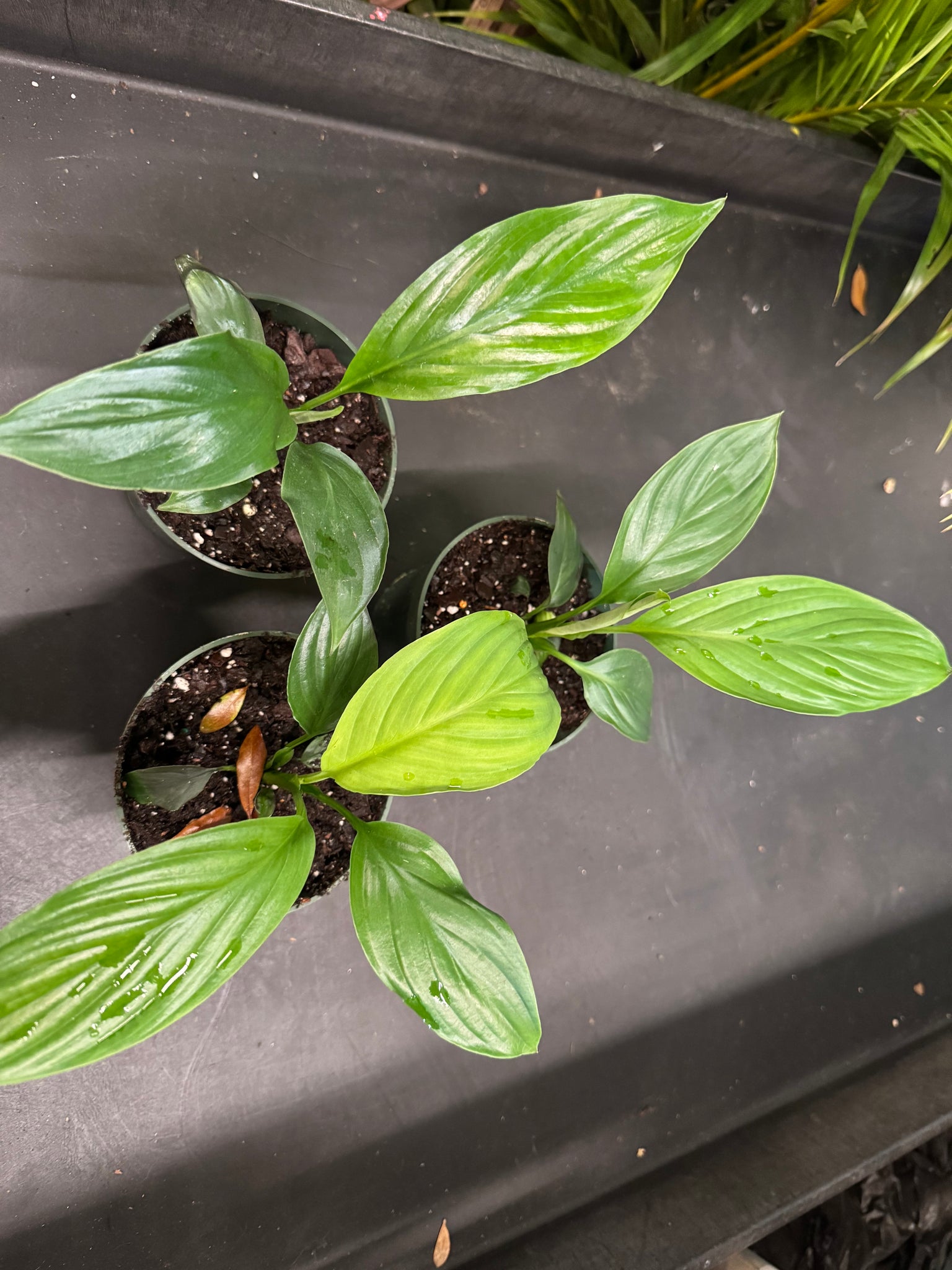 giant peace lily plant Spathiphyllum Sensation aka Giant Peace Lily – Christine's Tropical & Exotic Plants