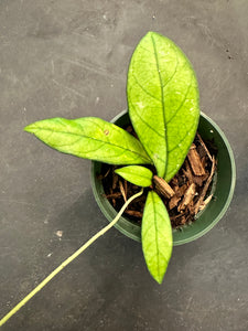 Hoya Crassipetiolata with splash